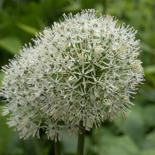 Allium Bulbs Mount Everest